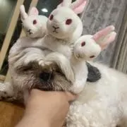 ろろの画像
