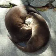ハピオの画像