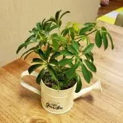 茶々丸*断捨離中