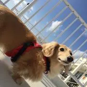 きなこ