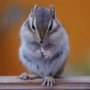 センリ