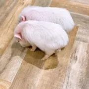 いろ