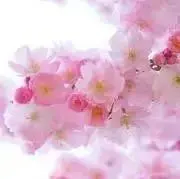 あおの画像