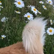 さーの画像