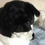 ブー子♪プロフ見て下さい