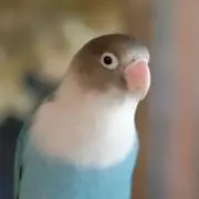 k iの画像