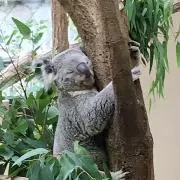こあらの画像