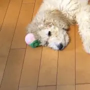 おつゆ