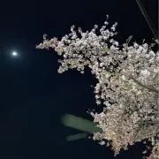 さくらこの画像