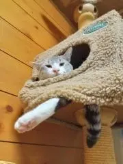 デルタカ
