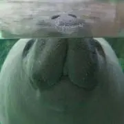 Gエスパパ