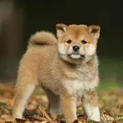 しーの画像