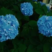 ろこの画像