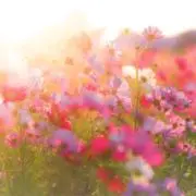 ひまわり　匿名発送の画像