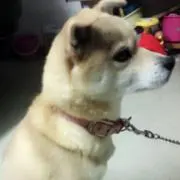 ダイヤの画像