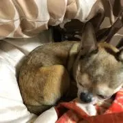 ひかり