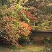茶道用帛紗 花柄 波模様 紫金 土田友湖 - メルカリ
