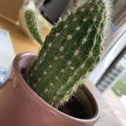 さゆおんの画像