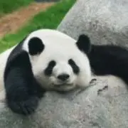 しろくろの画像