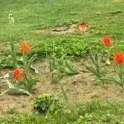 mokoの画像