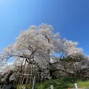 とらおの画像