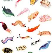 mii89 (sea＿robin)の画像