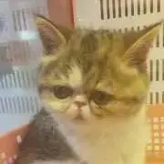 ☆ちくわぶ☆の画像
