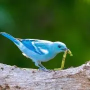 青い鳥の画像