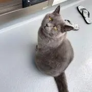 りーの画像