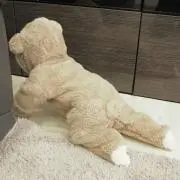 はるきちの画像