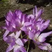 Saako即購入歓迎ですの画像