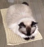 sawarabiの画像