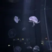 紫陽花