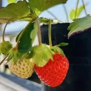 かぷの画像