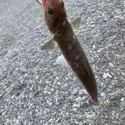 みほほほの画像