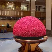 ジャスミンの画像