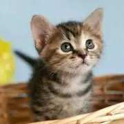 baby catの画像