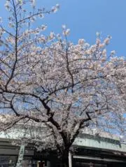 チーコの画像