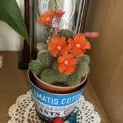 ポーチュラカ