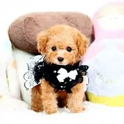 ☆Lulu☆の画像
