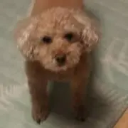 モコモコ