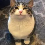 みいけの画像
