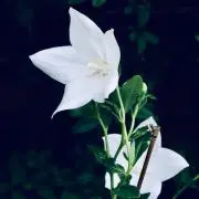 桔梗の画像