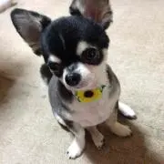 Toshie