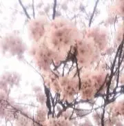 みゅい☆プロフ必読☆の画像