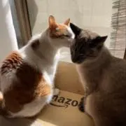 けあーらの画像