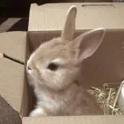 ナの画像
