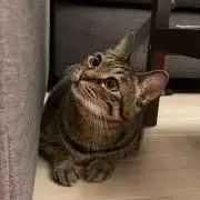 はぴの画像