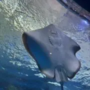 仕方