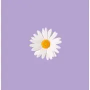 花の画像